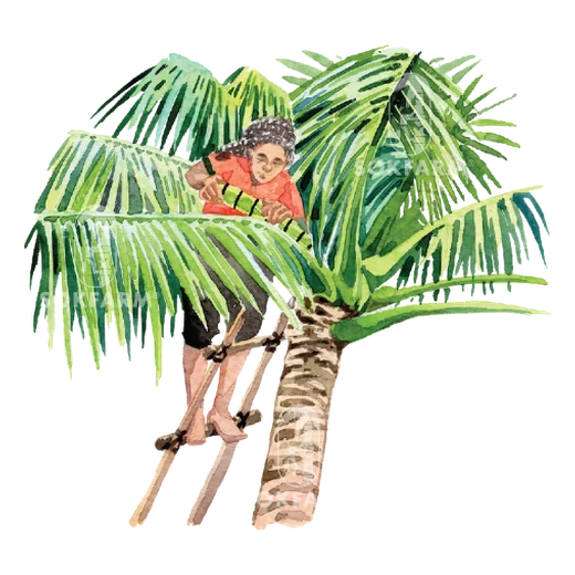 Người thu mật hoa dừa