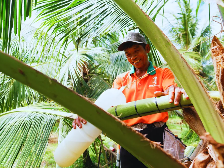 Người thu mật trên cây dừa