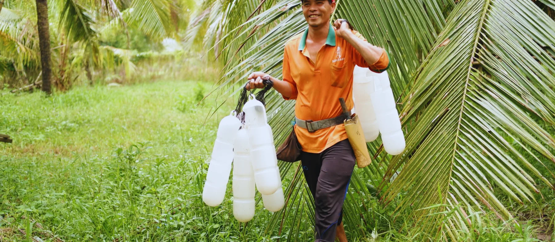 Người thu mật hoa dừa mang các ống đựng mật qua vườn dừa